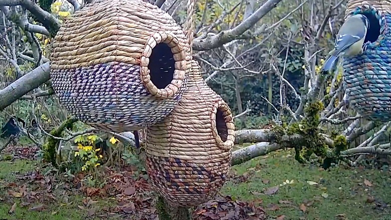 Three roosting pockets hanging in the branches of a tree