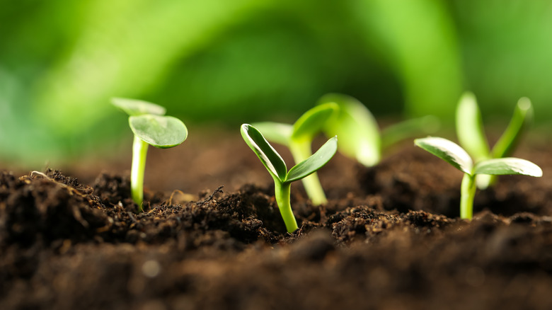 Seedlings in fertile soil