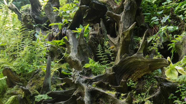 Ferns, moss in a stumpery