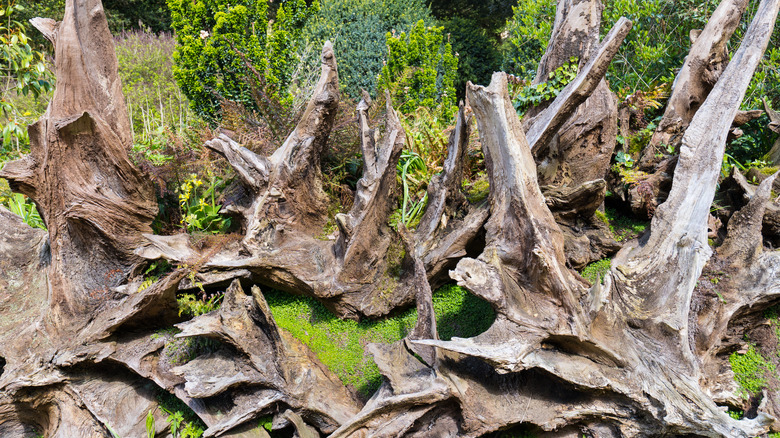 Tree stumps at a stumpery