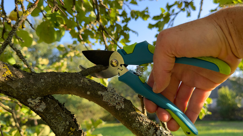 A close up of a hand using pruners to trim a branch from a tree