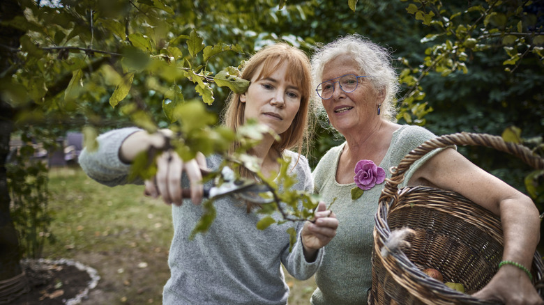 Two women pruning a tree in their yard