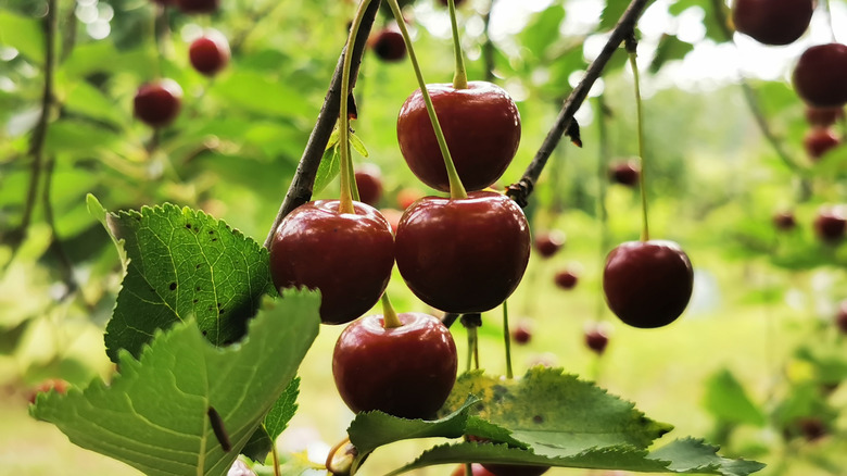 Up close shot of ripe cherries on a tree