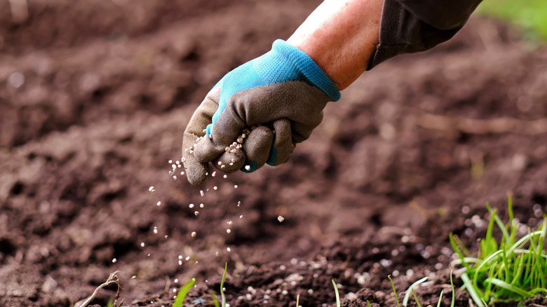 Seeding lawn