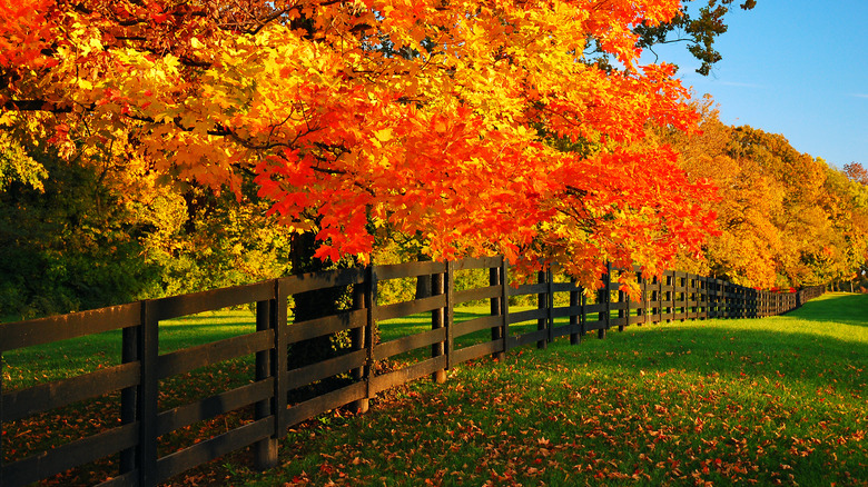 Kentucky bluegrass