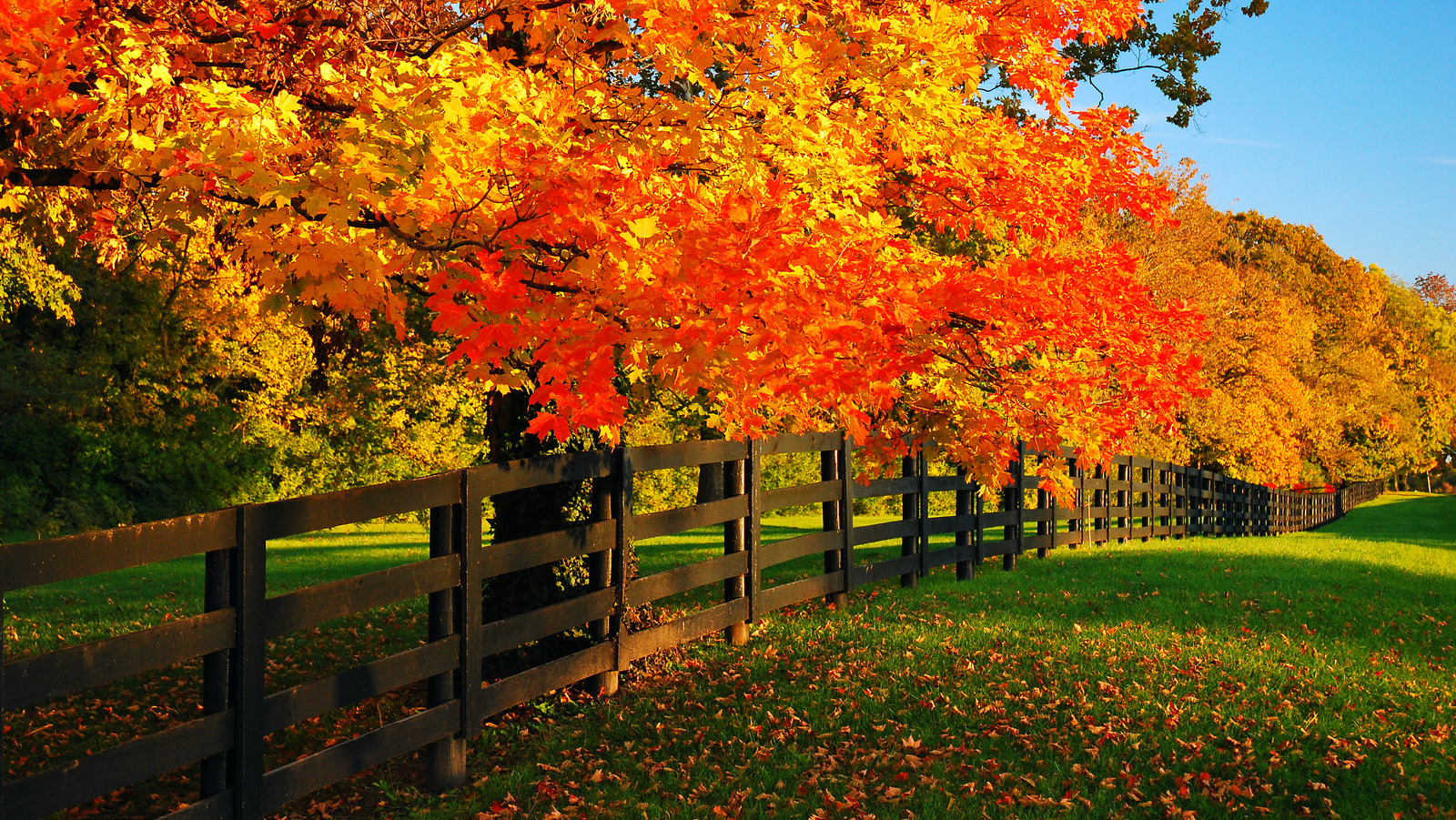 what-are-the-best-grasses-for-places-with-cooler-weather