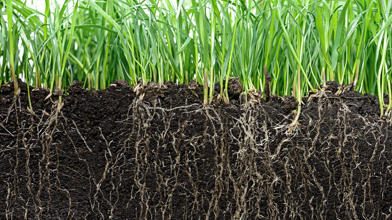Grass roots in soil