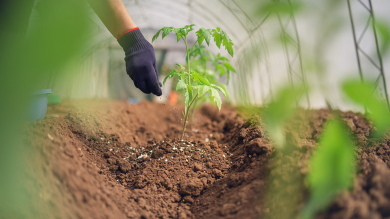 Hand tossing fertilizer on plant