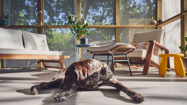 Dog laying on screened porch