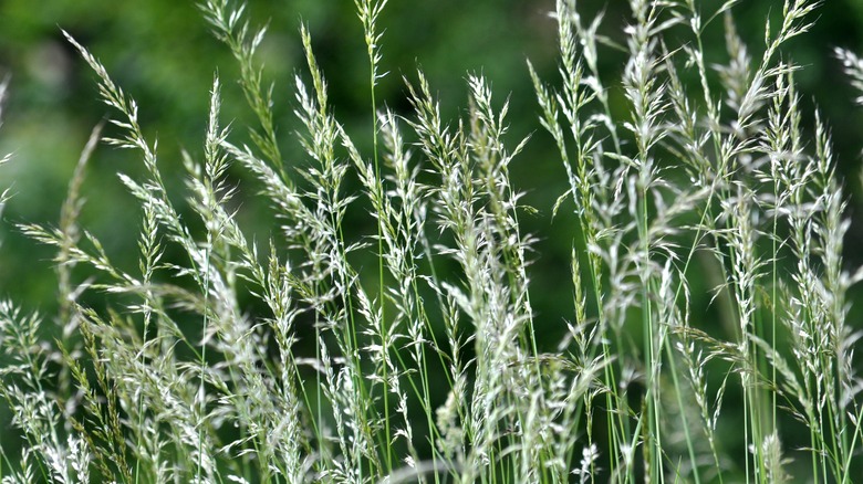 An up close view of perennial ryegrass seeds at germination