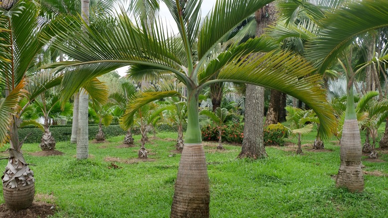 bottle palm trees