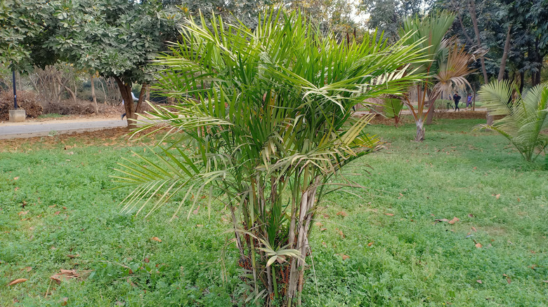 cat palm tree