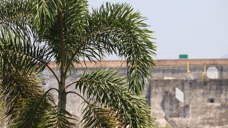 Foxtail palm tree