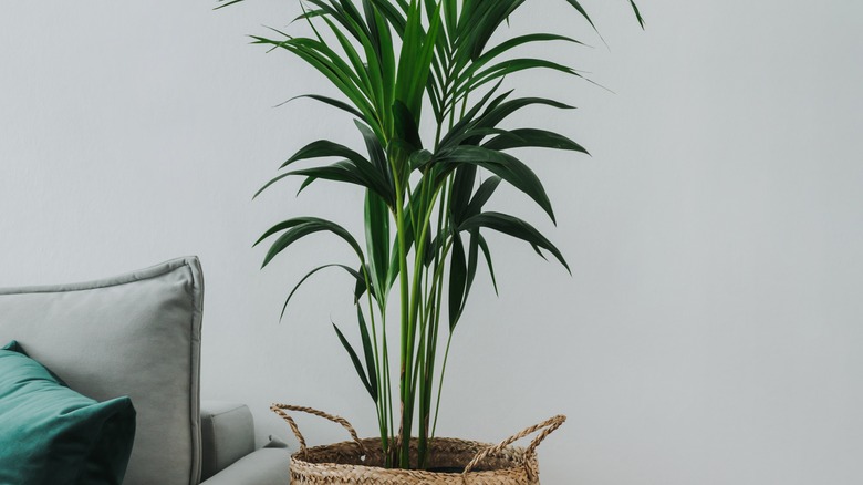 Kentia palm plant