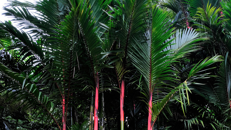 lipstick palm