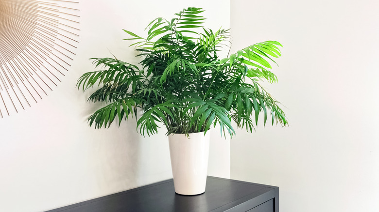 Parlor palm 