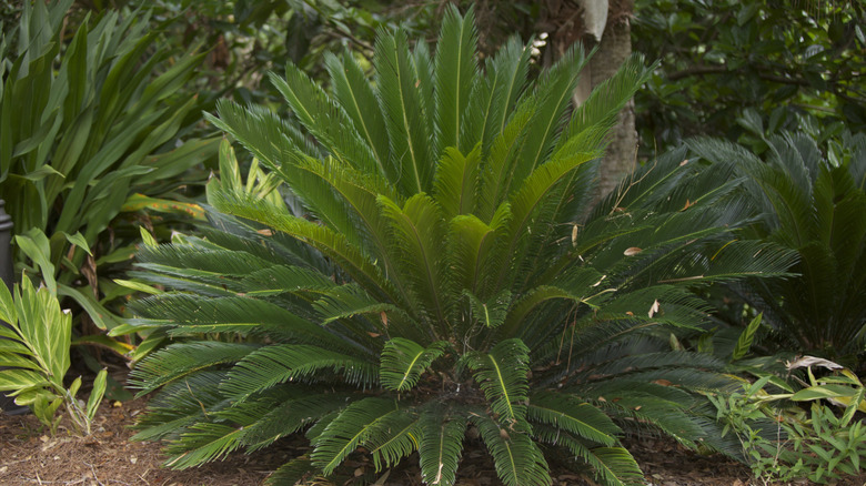 Sago palm