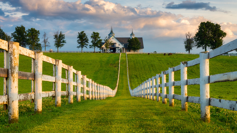 Kentucky bluegrass pasture