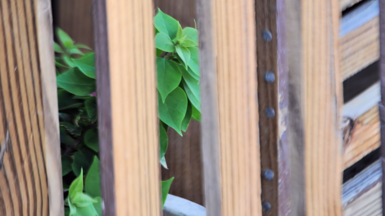 Close-up of Douglas fir planks