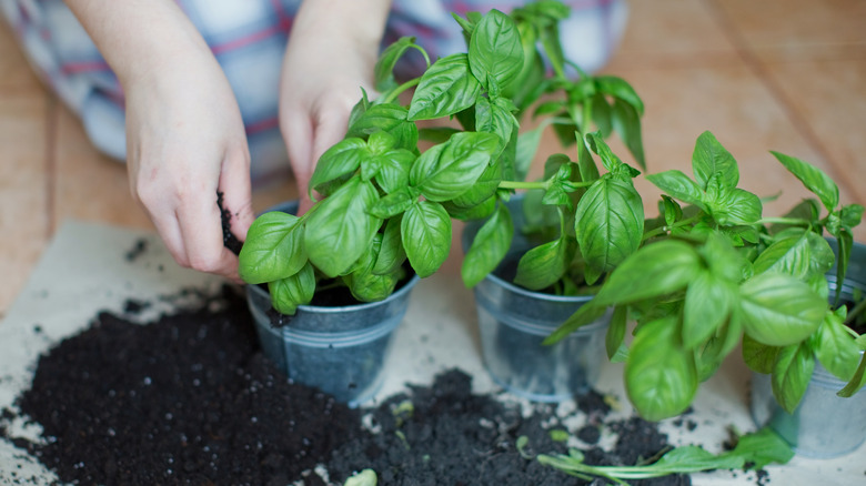 person handling fresh basil