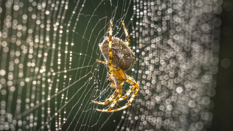 small pumpkin spider on web