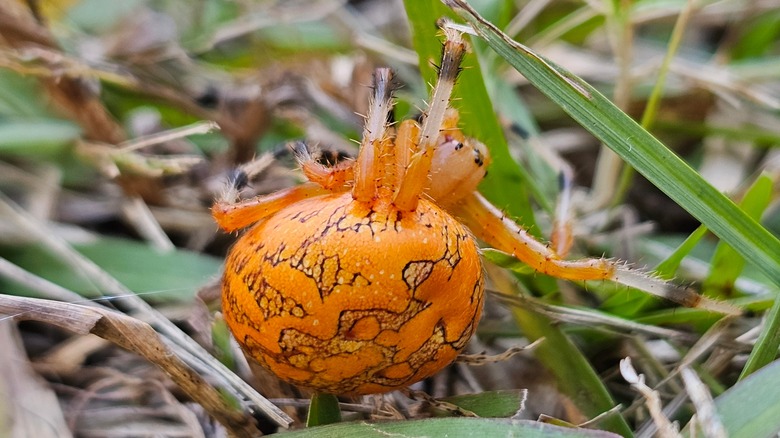 pumpkin spider in grass