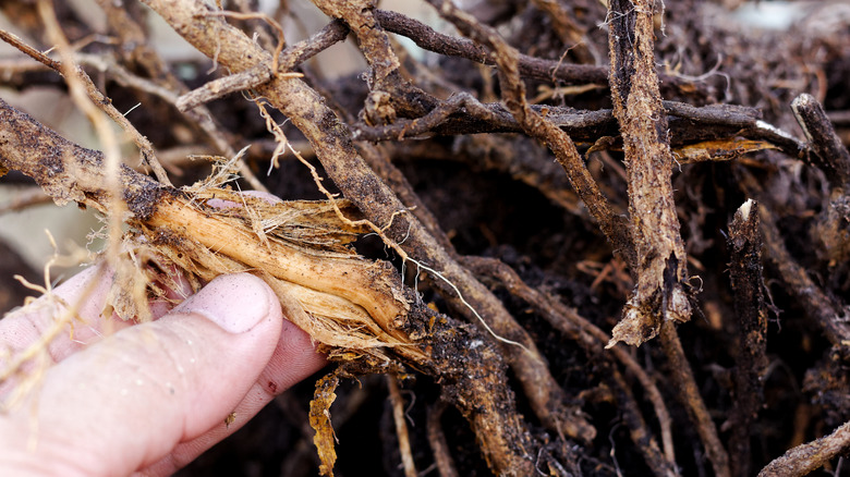 Root rot in tree