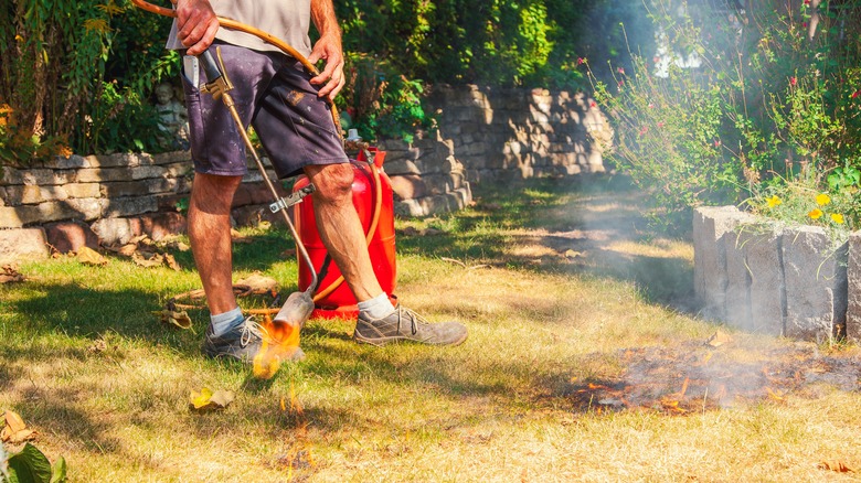 person using weed burner yard