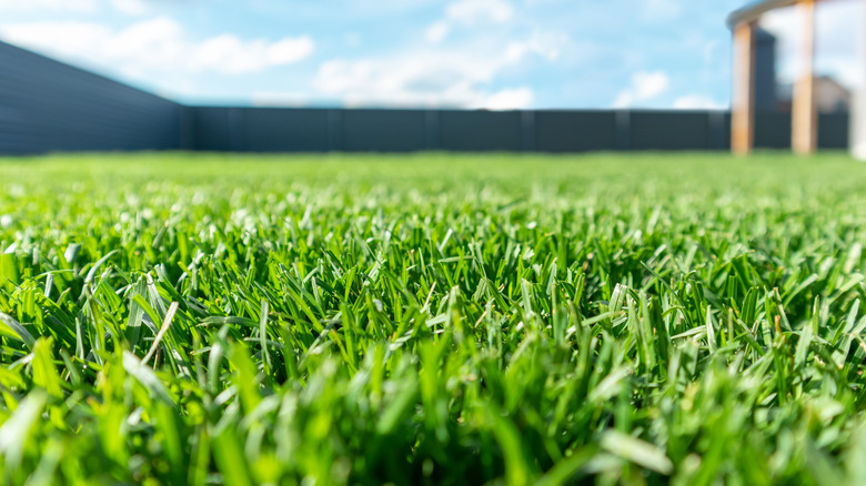 blades of grass up close