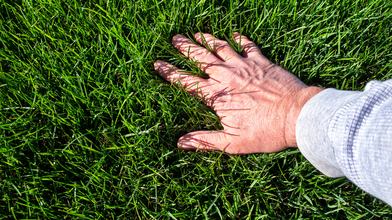 Hand touching grass