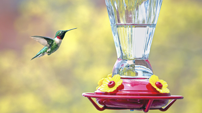 Green hummingbird flies to feeder