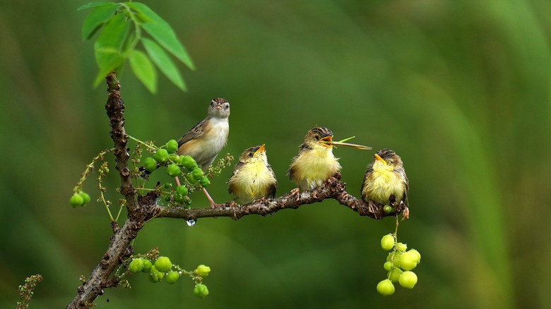 Mother and three hummingbird chicks