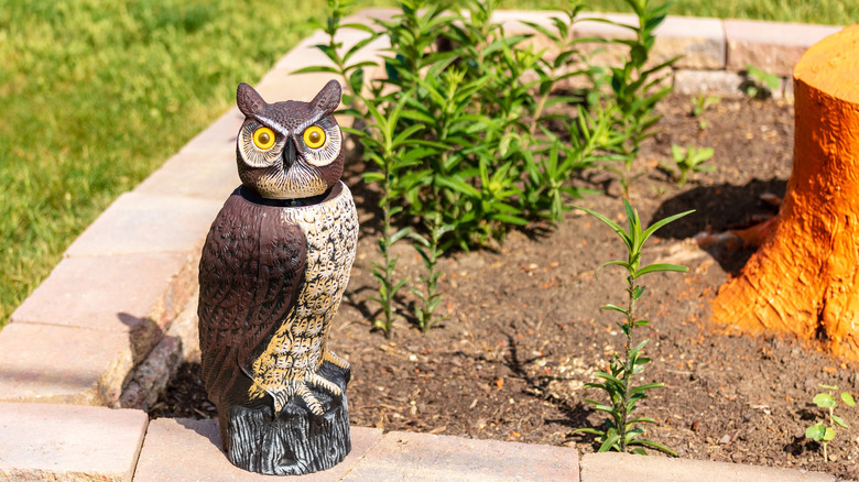 Decoy owl beside garden