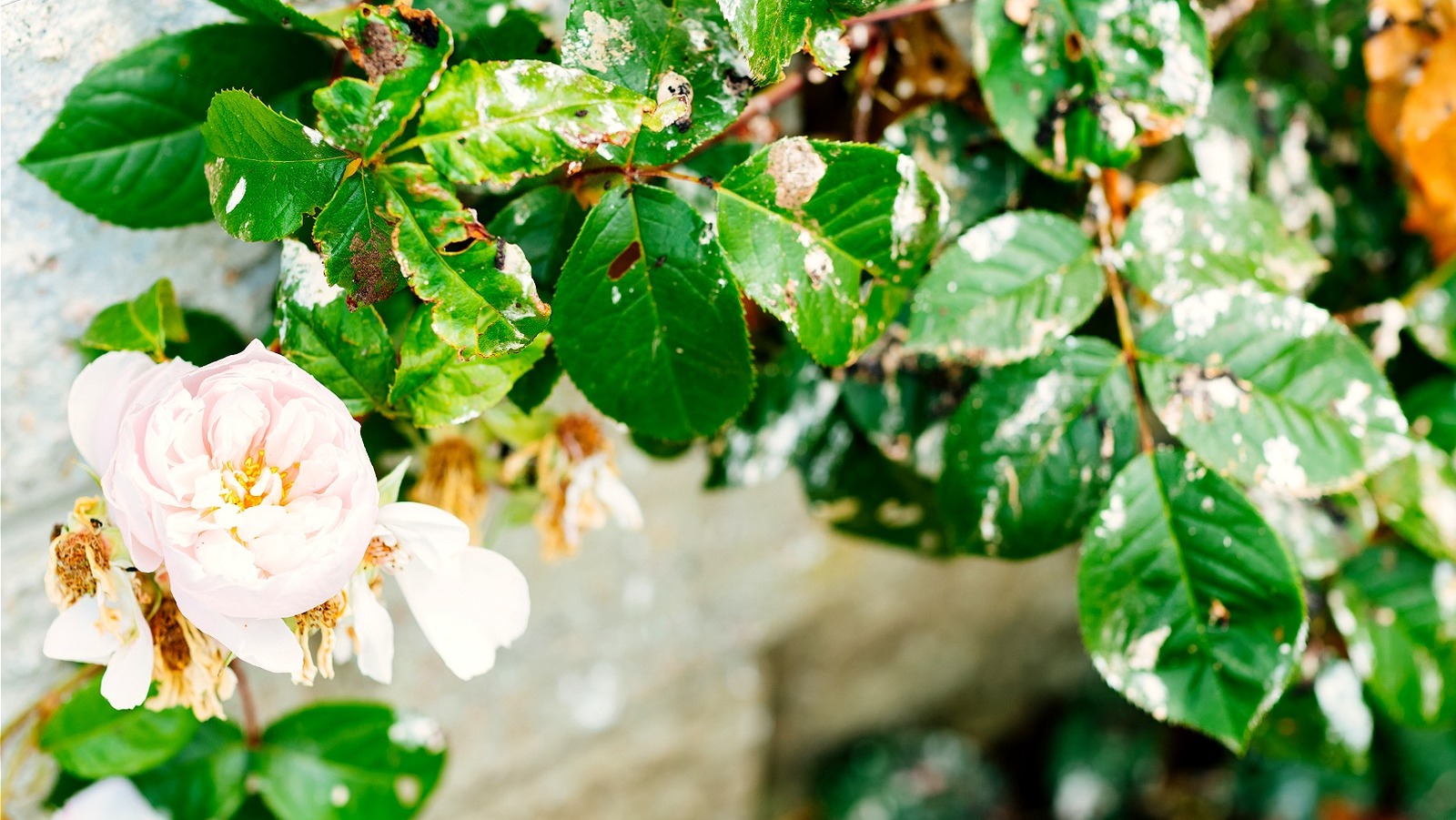 what-can-you-do-about-bird-droppings-in-your-yard