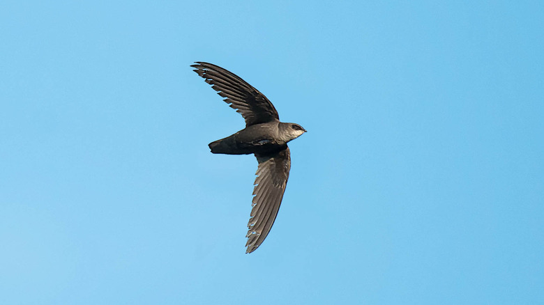 Chimney swift flying