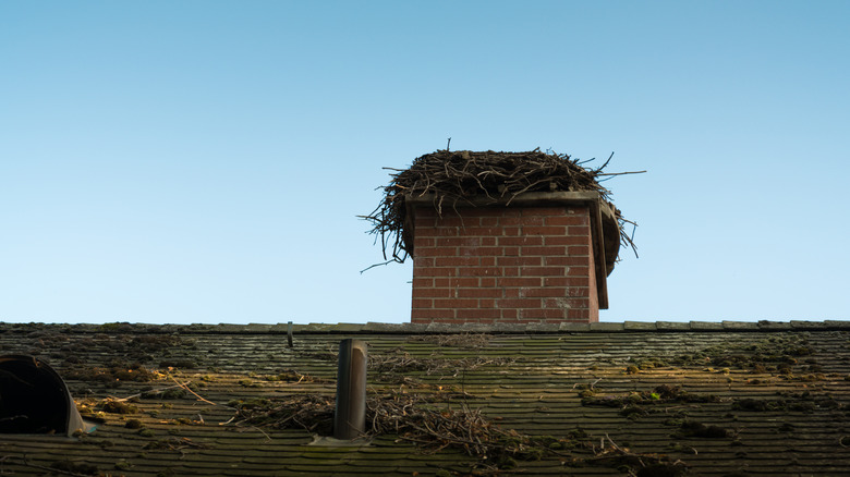 Nest on a chimney