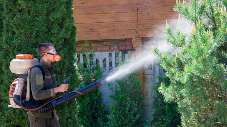 A man sprays a pine tree with pesticide.