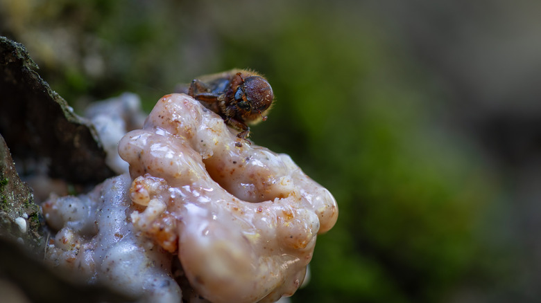 A western pine beetle rests on a sap mound on a pine tree.