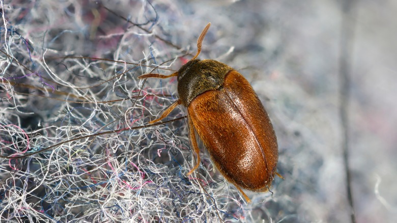 brown carpet beetle on fabric