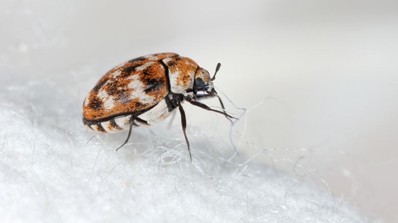 multicolored carpet beetle pulling fibers