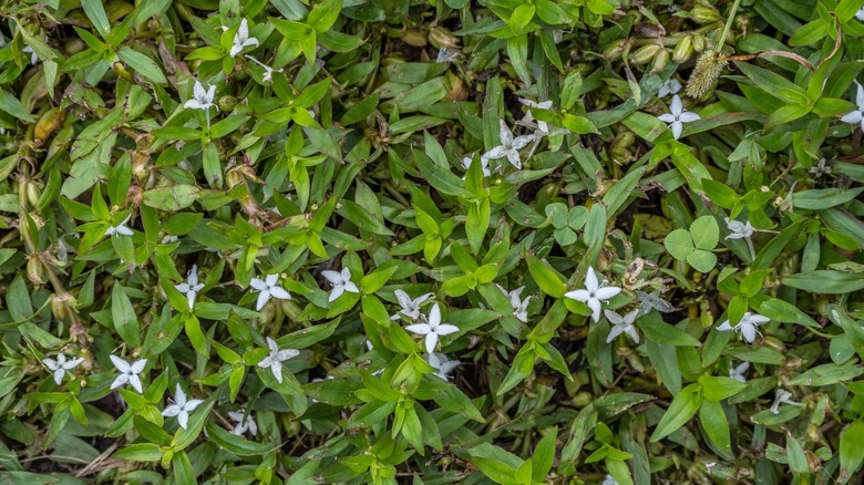 An arial view of a mat of Virginia buttonweed growth