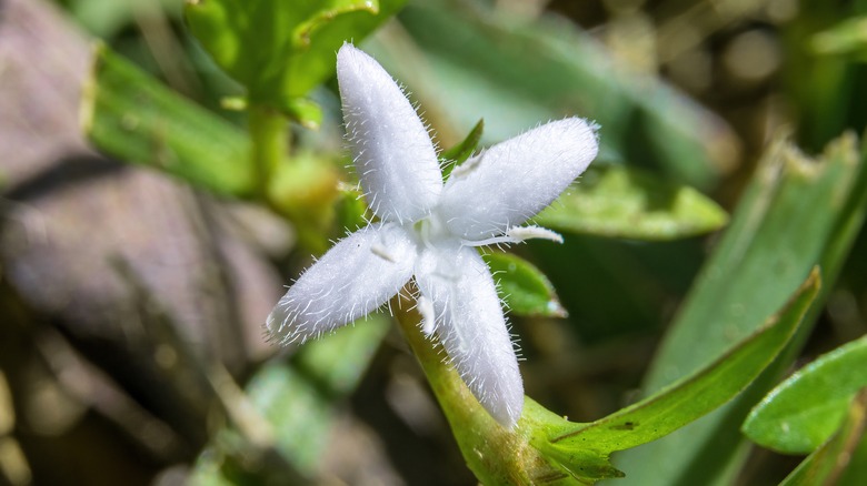 A close up view of a Virginia buttonweed four-petal, white flower