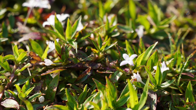 An up close view Virginia buttonweed leaves and blooms growing in a lawn