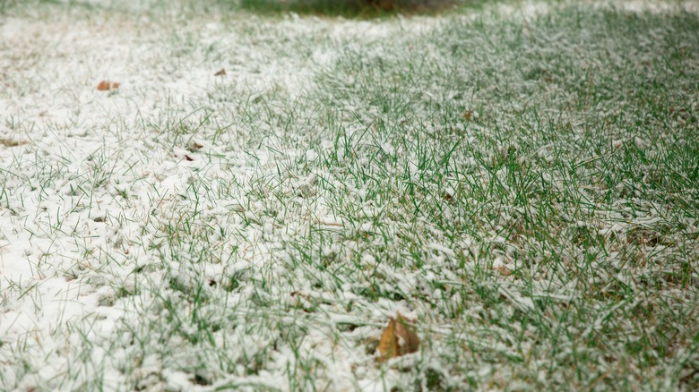 Snow-covered lawn