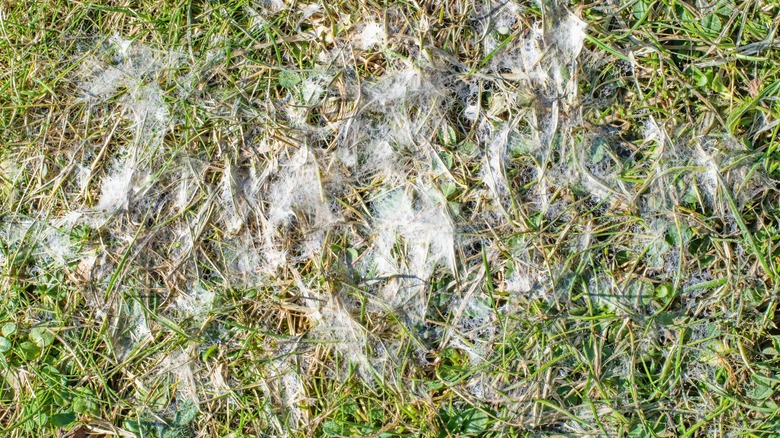 Snow mold on lawn