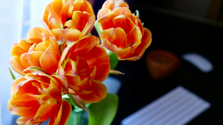 orange tulips in office