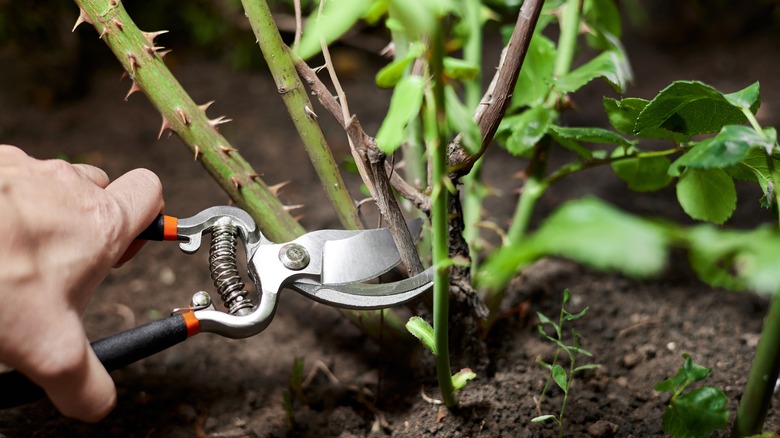 Person pruning rose bush