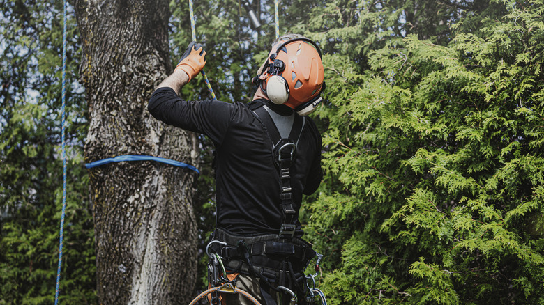 Arborist checking yard tree