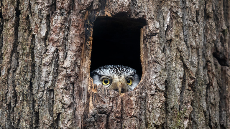 Owl peeking out tree hollow