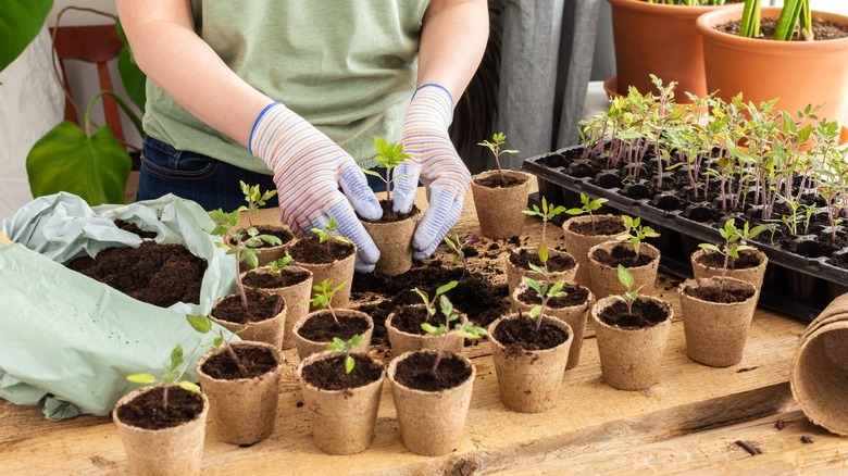 woman transplanting tomatoes